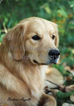 Golden Retriever Garden Flag